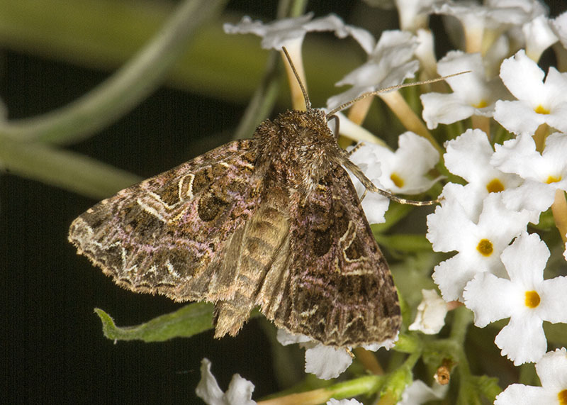 Noctuidae - Sideridis (Aneda) rivularis